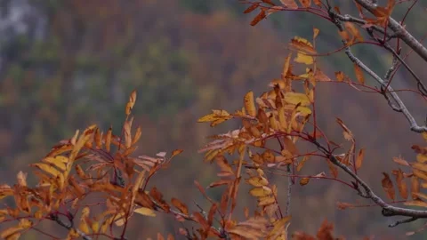 Branch with Yellowed Leaves. Stock Footage 255249984