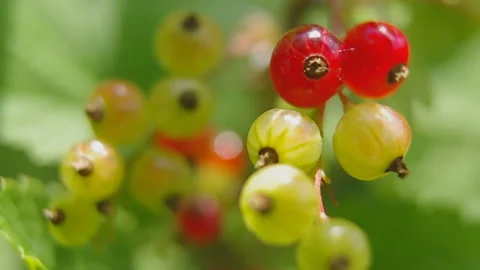 Branch of young currant Stock Footage 91126029