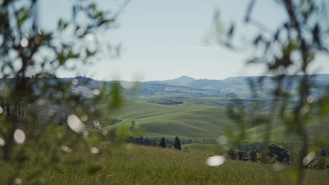 Branch of young green olive tree with green leaves in spring sunshine. Tuscany 库存影片 123882368