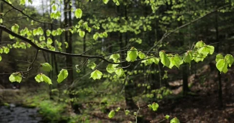 A branch with young greenery sways in the wind in the background light Stock Footage 241316879