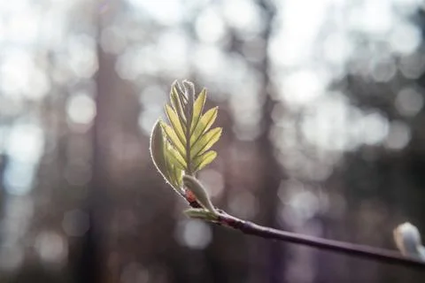 A branch with young leaf in early spring Stock Photos