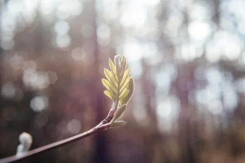 A branch with young leaf in early spring Stock Photos
