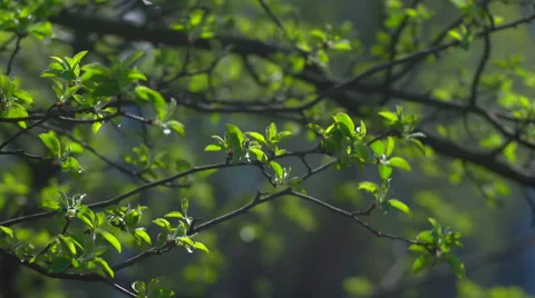 Branch with young leaves Video stock 57729983
