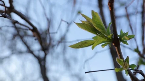 Branch with Young Leaves Stock Footage 75562236