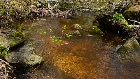 Branch with young leaves over a small river Stock Footage 130639957