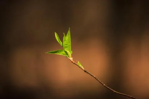 Branch with young leaves in spring Stock Photos