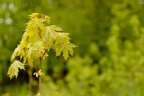 A branch of young Maple. Stock Photos
