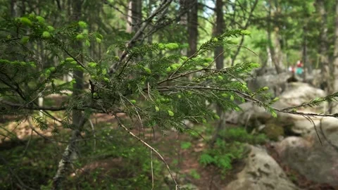 Branch with young needles Vidéo 154985024