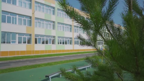 Branch of a young pine on the background of the school. Stock Footage 116407200