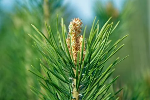 A branch of a young pine tree with an immature pinecone Stock Photos