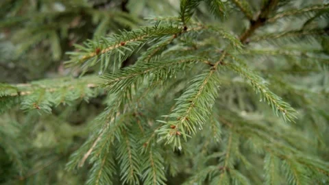 A branch of a young spruce sways in the wind. Stock Footage 257119369