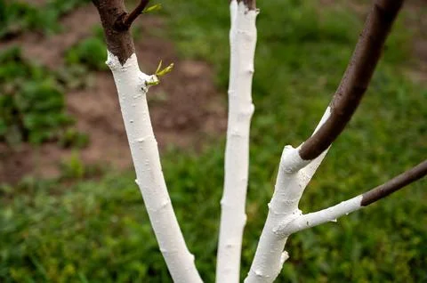 Branch of a young tree with bark painted white on a green background. Stock Photos