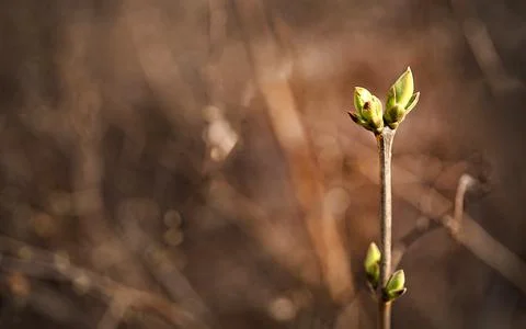 Branch of a young tree with a bud in spring Stock Photos