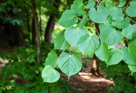 The branch of a young tree Stock Photos