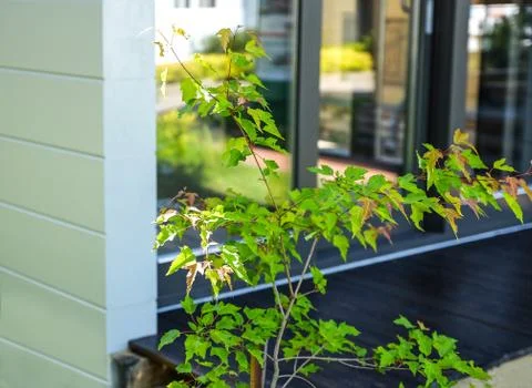 The branch of a young tree 库存照片