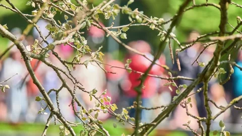 Branch of young tree with small leaves. Crowd of people walks in back backgro Stock Footage 197309861