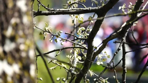 Branch of young tree with small leaves. Crowd of people walks in back backgro Stock Footage 198718885