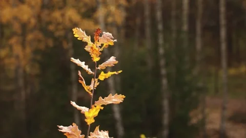 A branch of a young tree with yellow foxes in autumn Stock Footage 286082794