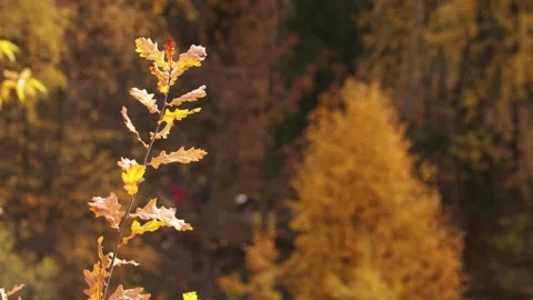 A branch of a young tree with yellow foxes in autumn in the sunlight Video stock 286082797