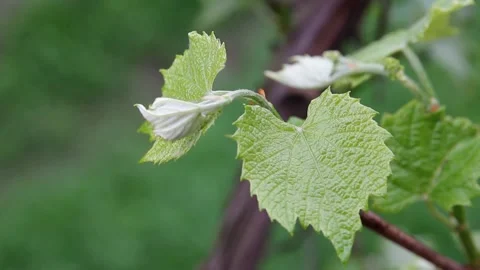 Branch of young vine grapes Stock Footage 235604012
