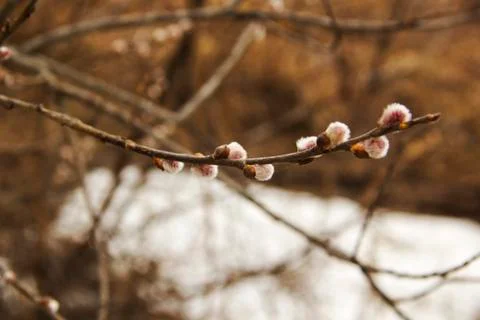 Branch of a young willow Stock Photos