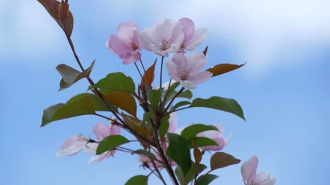 Branche of blooming apple tree in mid-summer on the background of sky. Stock Footage 201078232