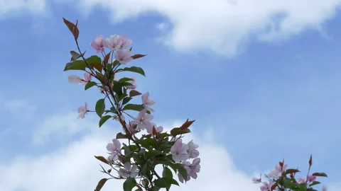 Branche of blooming apple tree in mid-summer on the background of sky. Stock Footage 201078435