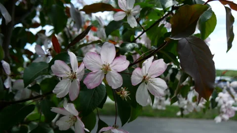 Branche of blooming apple tree in mid-summer on the background of sky. Stock Footage 201078708