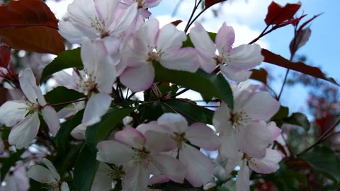 Branche of blooming apple tree in mid-summer on the background of sky. Stock Footage 201078934