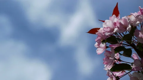 Branche of blooming apple tree in mid-summer on the background of sky. Stock Footage 201079068
