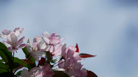 Branche of blooming apple tree in mid-summer on the background of sky. Stock Footage 201079102