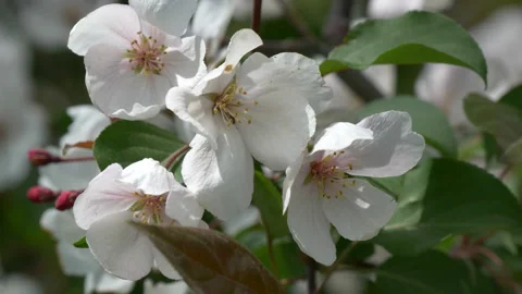 Branche of blooming apple tree in mid-summer. Stock Footage 201079319