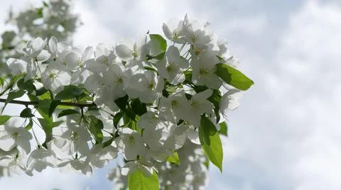 Branche of blooming apple tree in mid-summer on the background of sky. Stock Photos