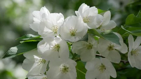 Branche of blooming apple tree in mid-summer. Stock Photos
