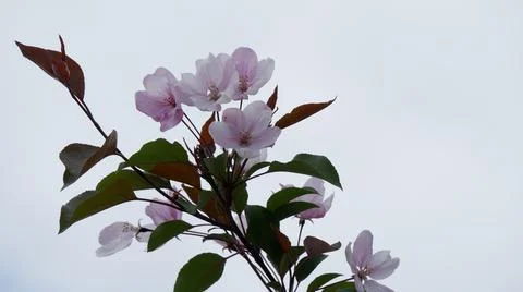 Branche of blooming apple tree in mid-summer. Stock Photos