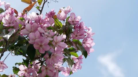 Branche of blooming apple tree in mid-summer. Stock Photos