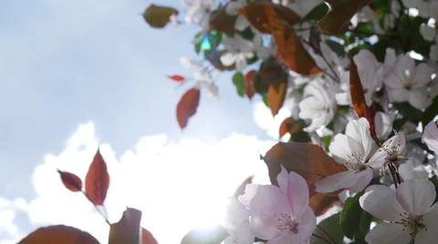 Branche of blooming apple tree in mid-summer. Stock Photos