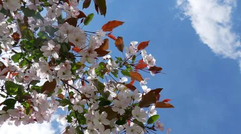 Branche of blooming apple tree in mid-summer. Stock Photos
