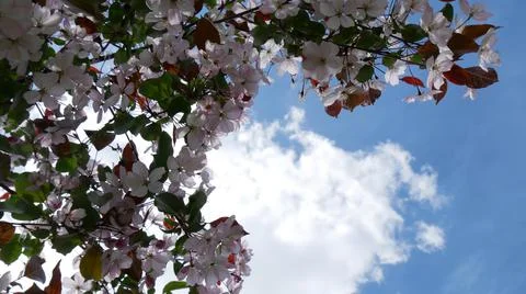 Branche of blooming apple tree in mid-summer. Stock Photos