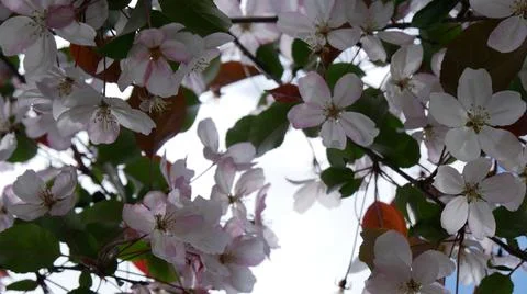 Branche of blooming apple tree in mid-summer. Stock Photos