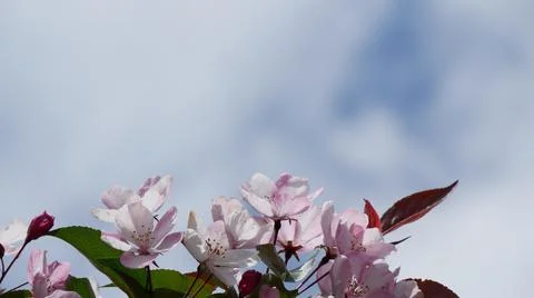 Branche of blooming apple tree in mid-summer. Stock Photos