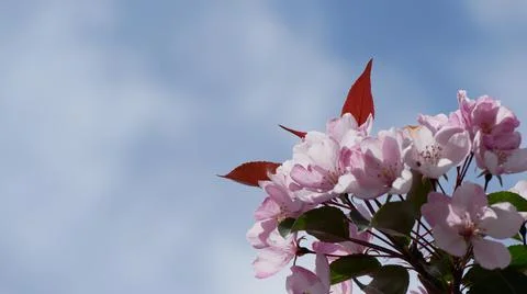 Branche of blooming apple tree in mid-summer. Stock Photos