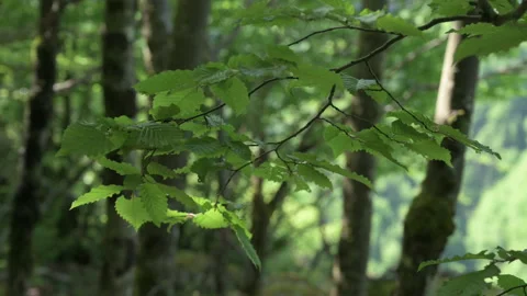 Branche d'arbre et feuilles bougeant avec le vent Stock Footage 193988122