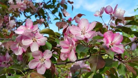Branche of spring apple tree with beautiful pink flowers Stock-Fotos