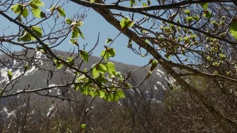 Branchea of tree Stock Footage 75316208