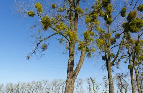 Branched bare deciduous tree with mistletoe on branches Foto stock
