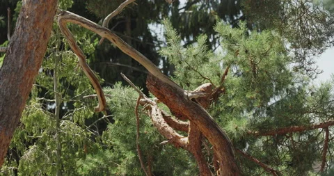 Branched branches of pine tree Video stock 134185377
