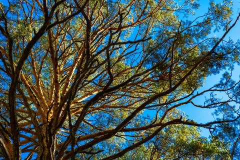 Branched crown of a large pine tree against the blue sky Stock Photos