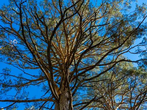 Branched crown of a large pine tree against the blue sky Stock Photos
