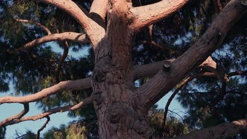 Branched green tree with a powerful trunk in the rays of the setting sun 動画素材 191652827